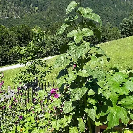 Apartman Franzenlehen *